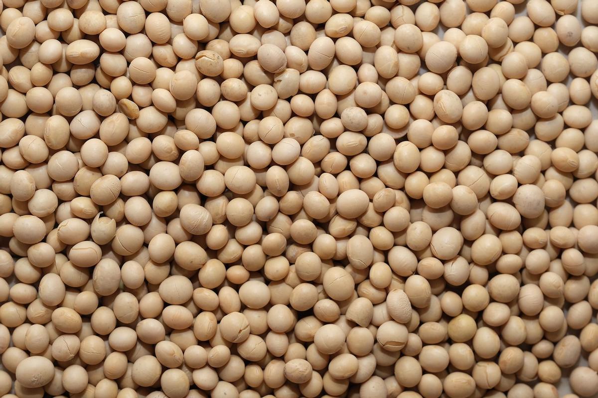 La UE autoritza importar soja, colza i cotó transgènics per assegurar el subministrament alimentari