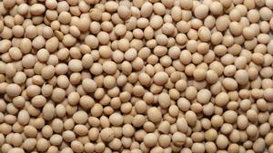 La UE autoritza importar soja, colza i cotó transgènics per assegurar el subministrament alimentari