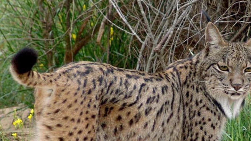 El programa de cría del lince suma 26 nuevos cachorros