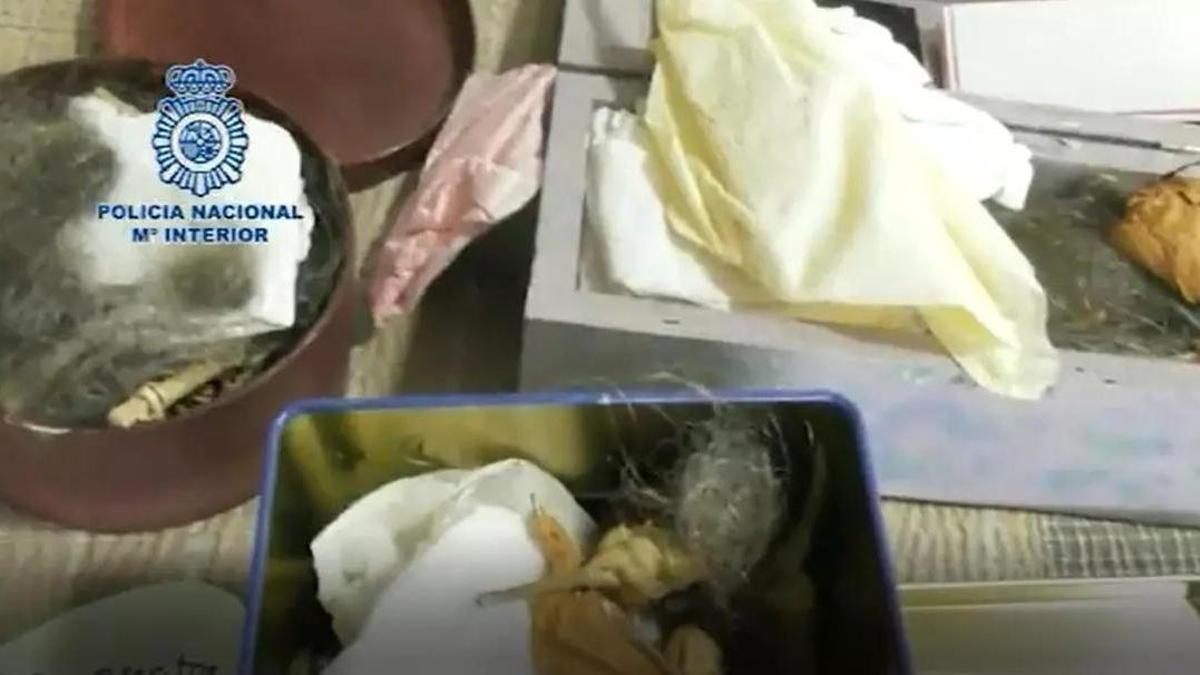 Imágenes del registro policial donde se ven varios mechones de pelo del Tío Toni que tenían sus seguidores.