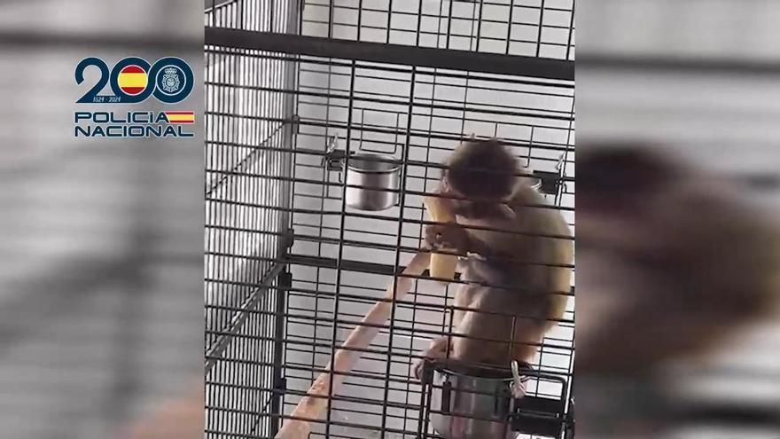 VÍDEO | La Policía Nacional libera a un mono Tití en una operación contra el Narcotráfico