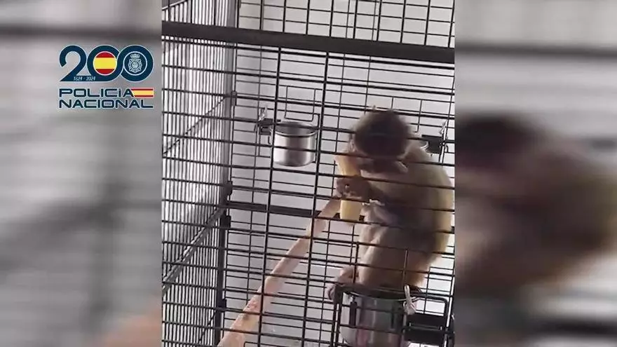 VÍDEO | La Policía Nacional libera a un mono Tití en una operación contra el Narcotráfico