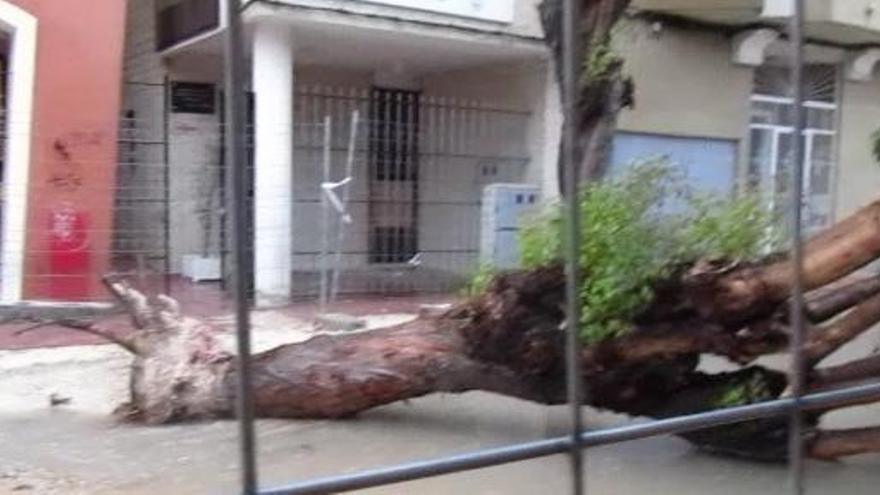Un árbol que ha tirado al suelo la lluvia en Torrevieja