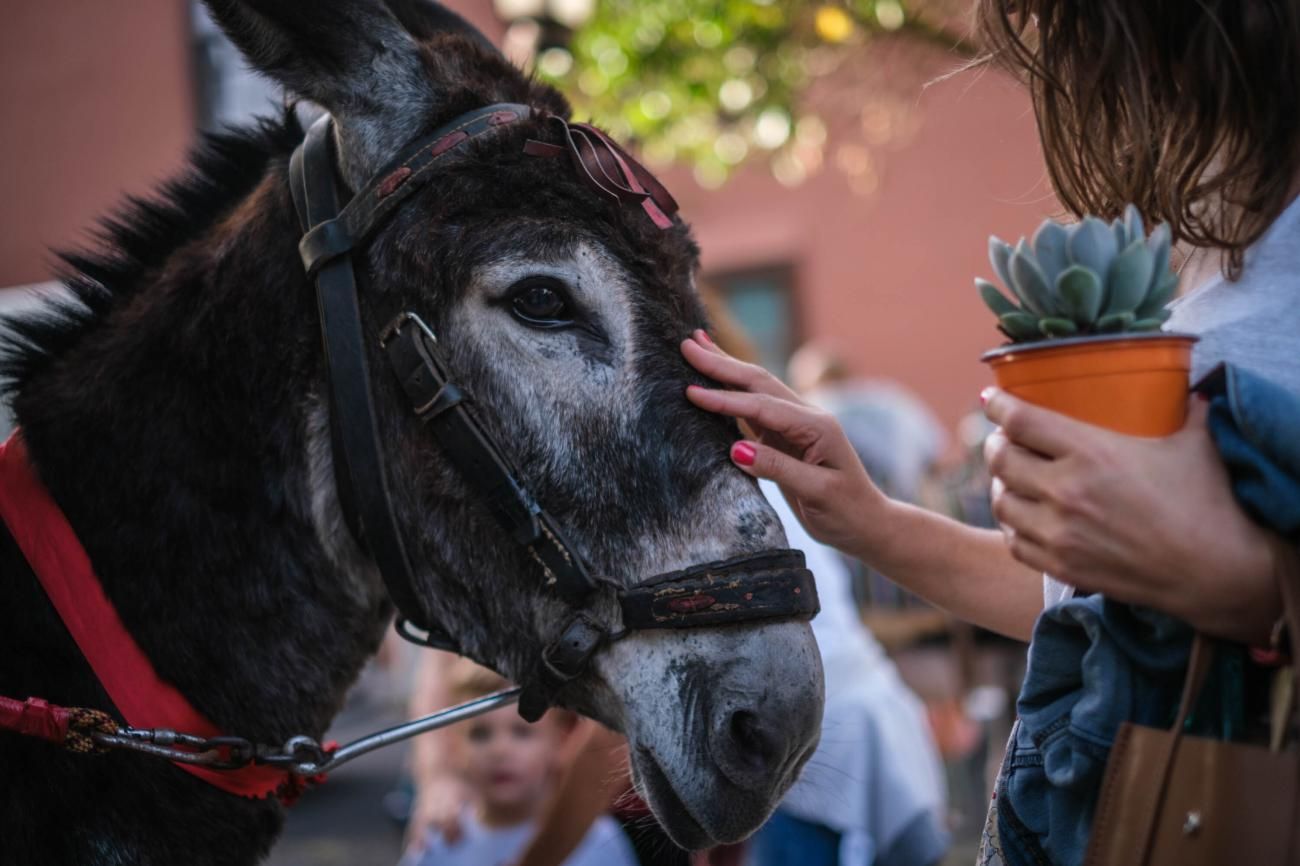 Noche de los Burros en La Laguna, julio de 2022