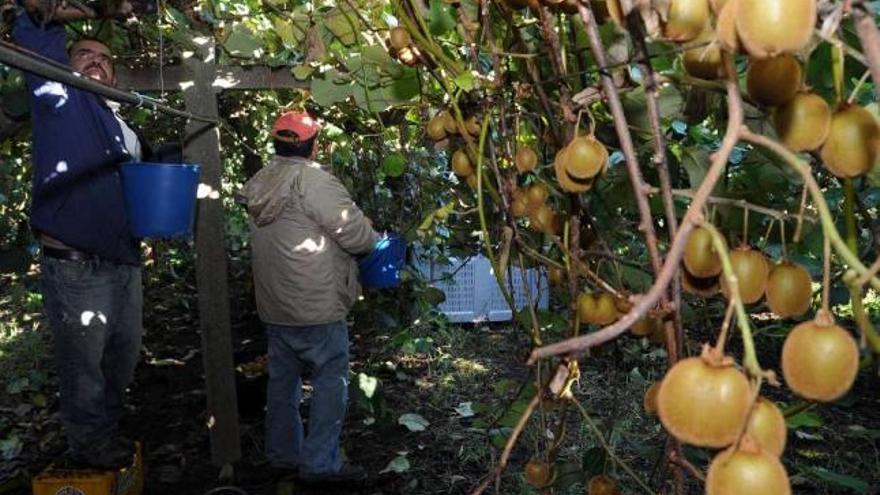 El kiwi ecológico, rentable y nutritivo