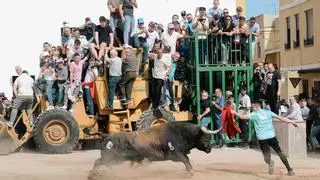Novedades en Sant Vicent: Los diez toros cerriles con los que la Vall estrena temporada