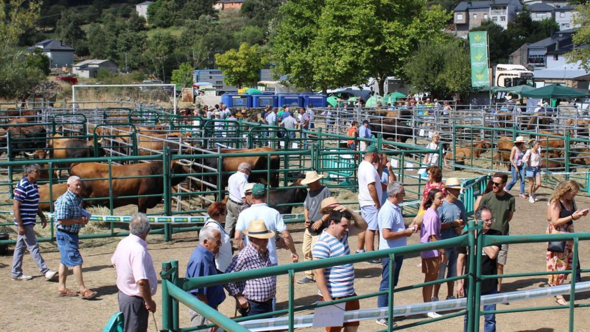 Feria de la raza alistano-sanabresa en Porto. | A. S.