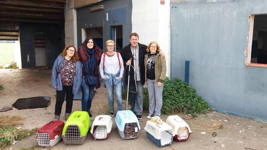 Los gatos del Estadi Balear serán castrados