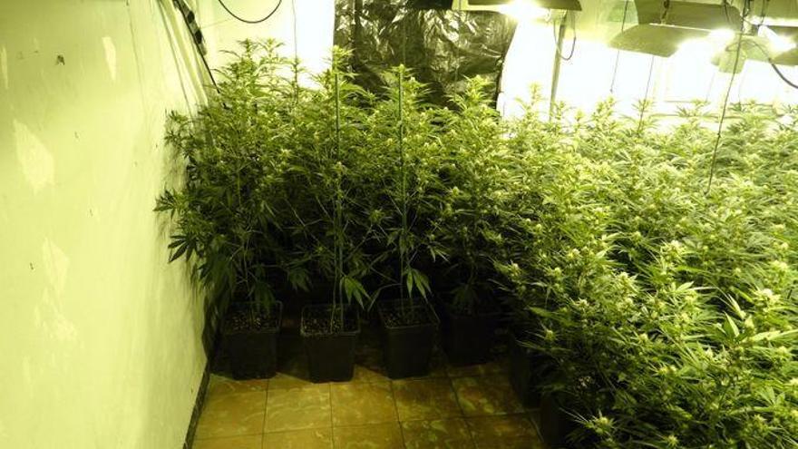 Una de les plantacions de marihuana descobertes pels Mossos.