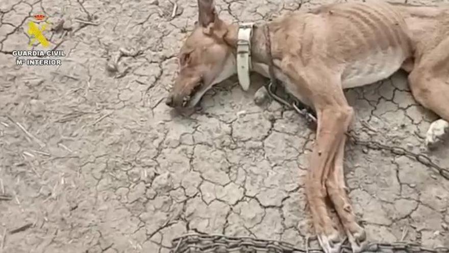 Rescatan a más de un centenar de animales en estado &quot;deplorable&quot; en Málaga