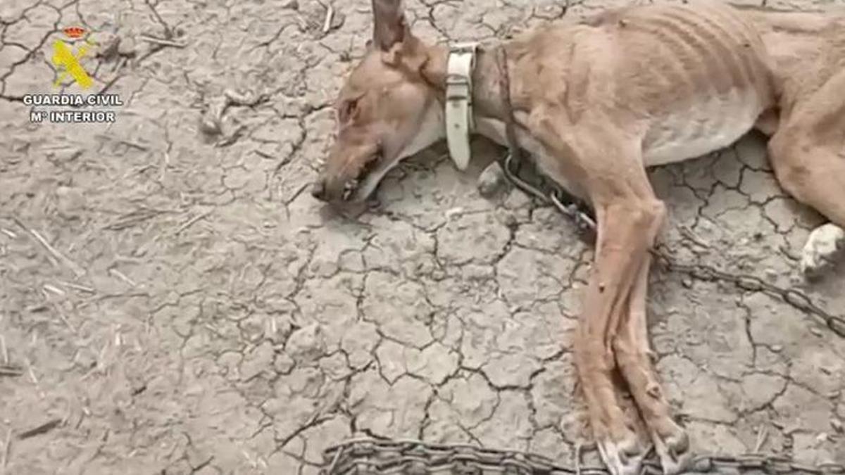 Estado en el que se encontraron los agentes de la Guardia Civil a uno de los animales.