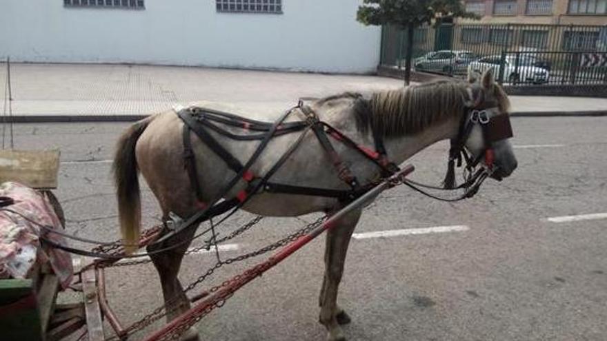 El caballo maltratado con un palo por sus dueños