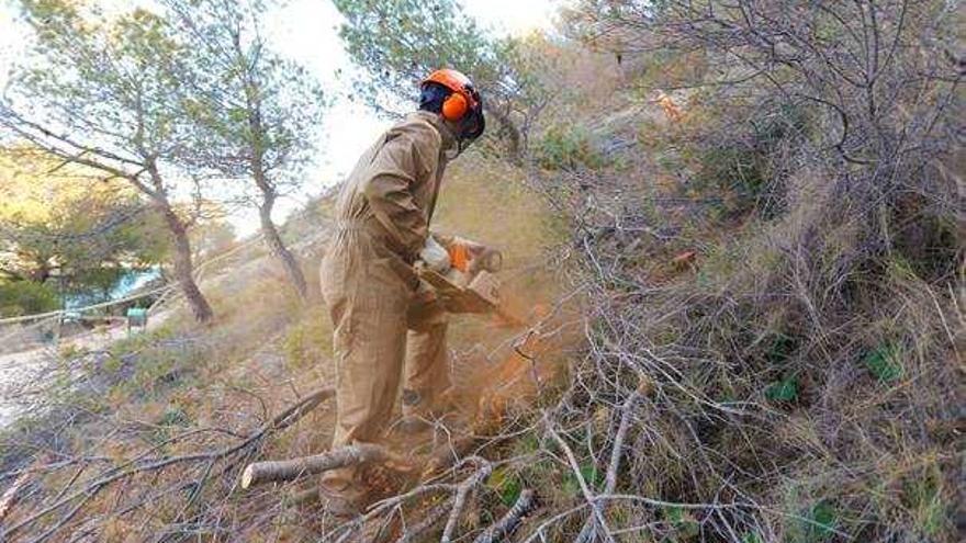 Comienzan a talar  200 pinos afectados por una plaga de «tomicus» en Serra Gelada