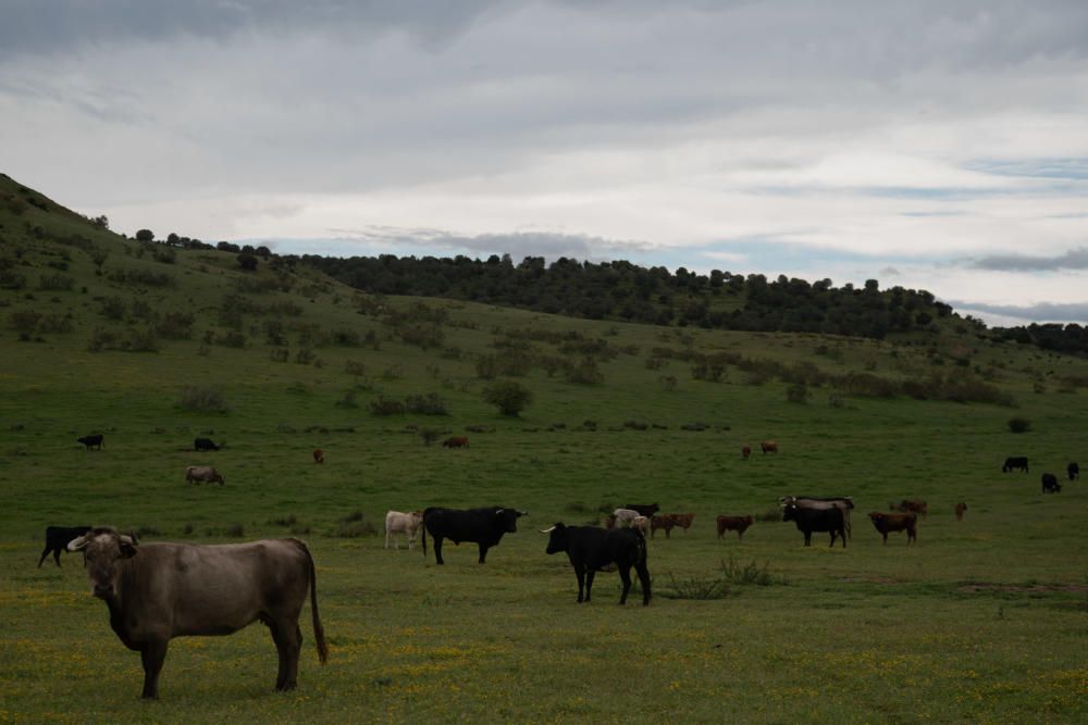 Los festejos taurinos corneados por la pandemia