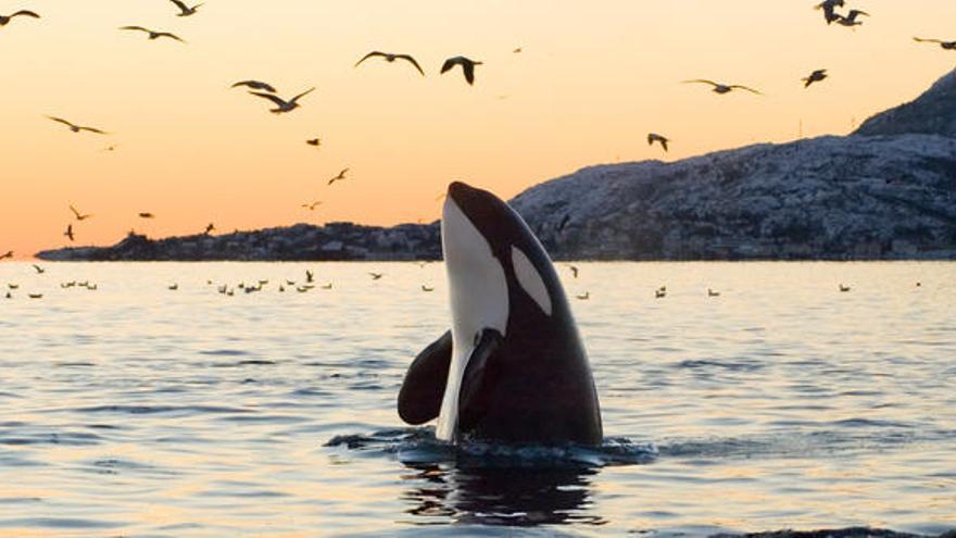 Las orcas imitan los sonidos que escuchan.