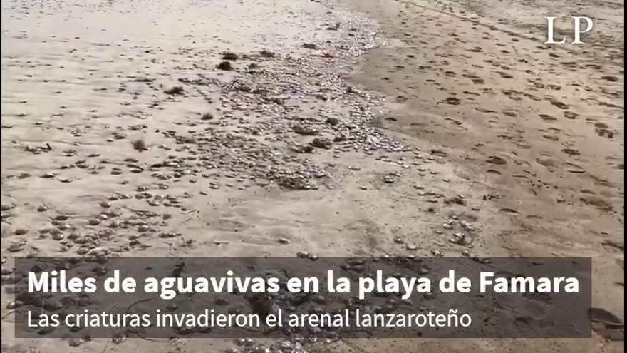 Miles de aguavivas invaden la playa de Famara