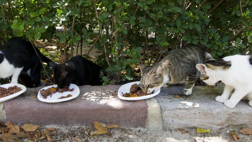 El ayuntamiento compra 17 casetas para atender a los gatos callejeros