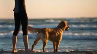 Playas para perros en A Coruña: ¿cuántas hay y dónde están?