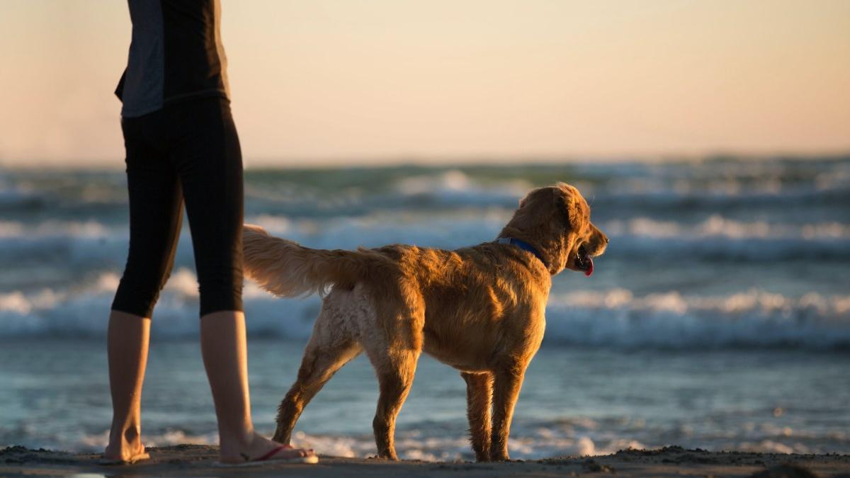 Perro en una playa canina