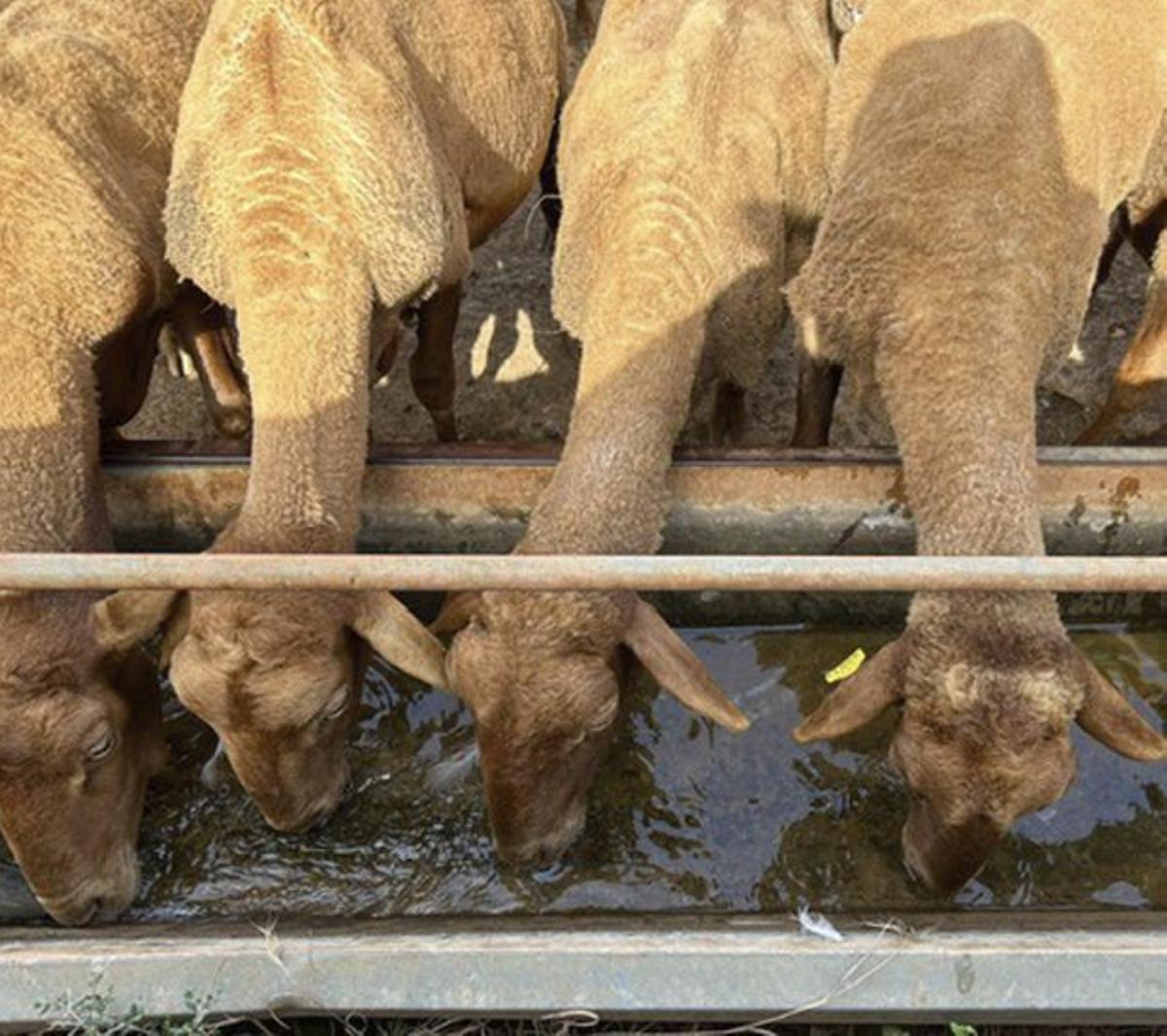 Tierisch heiß