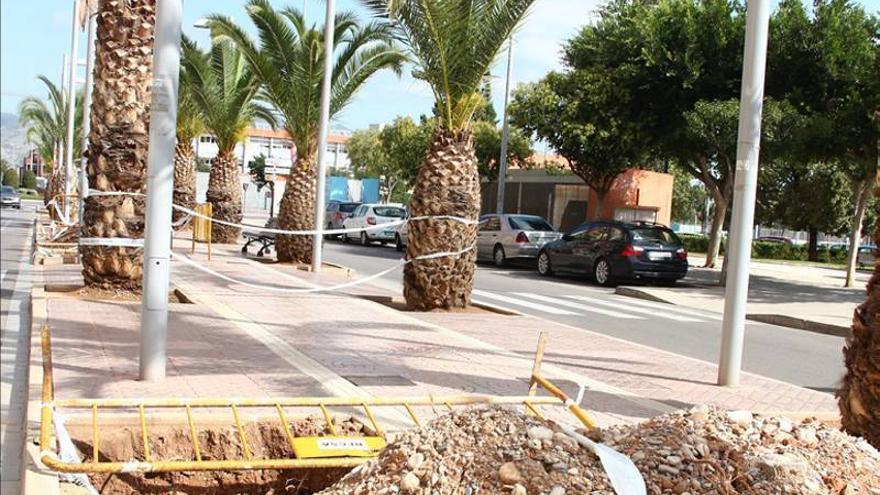 Las palmeras brotan otra vez en la avenida Capuchinos