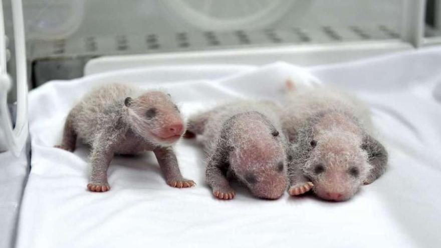 Nacen los primeros trillizos de panda gigante en Cantón