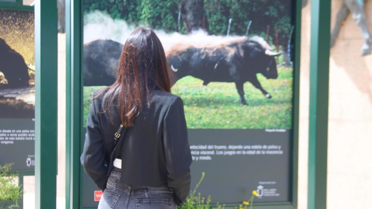Las Ventas acoge la muestra Toro Bravo, el guardián de la biodiversidad, un recorrido fotográfico sobre el campo bravo y la dehesa.