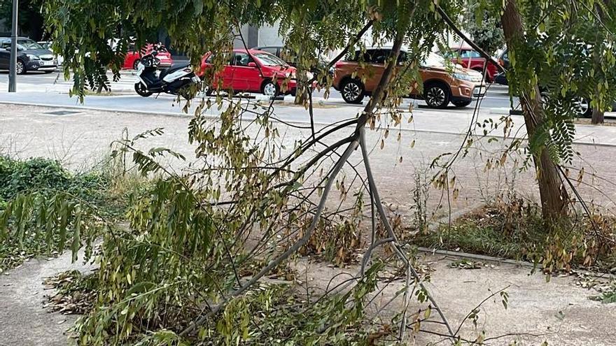 Rama caída en uno de los árboles del barrio.