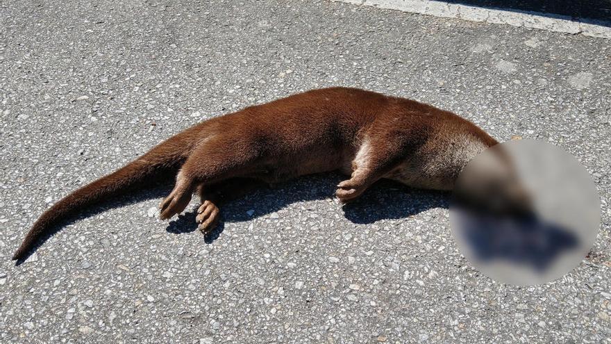 Una nutria aparece muerta en el embalse de Caldas