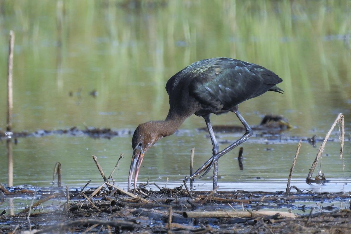 Morito comun ('Plegadis falcinellus').