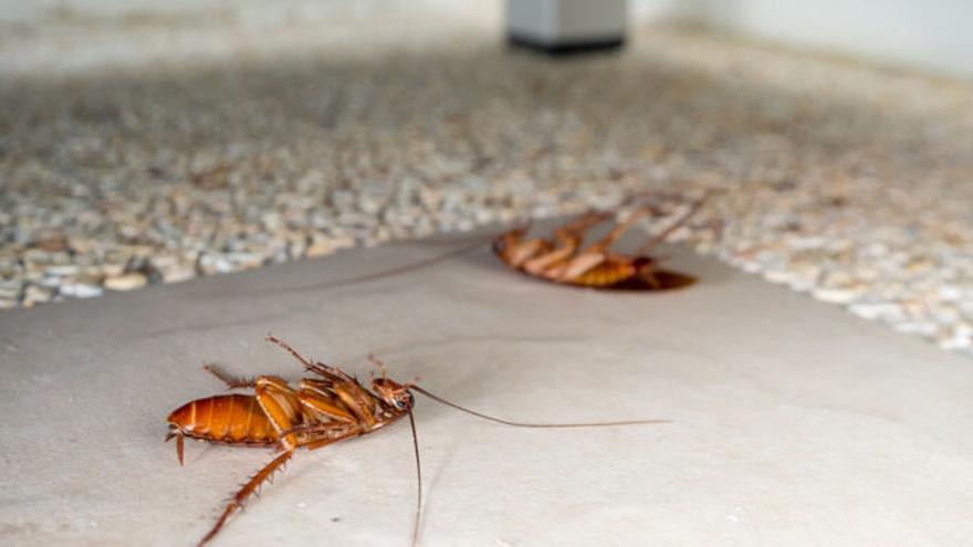 Acaba con las cucarachas este verano: el truco casero con azúcar que debes probar