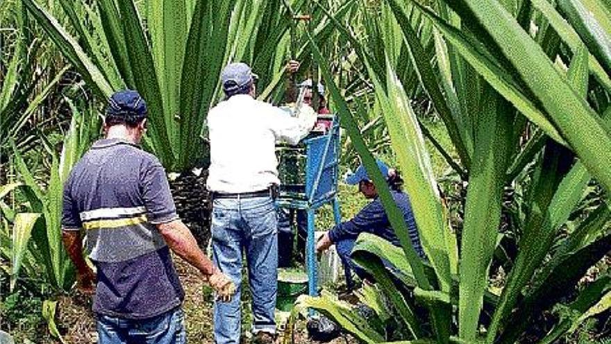 Varios campesinos recolectan el fique en un campo de cultivo de Colombia.