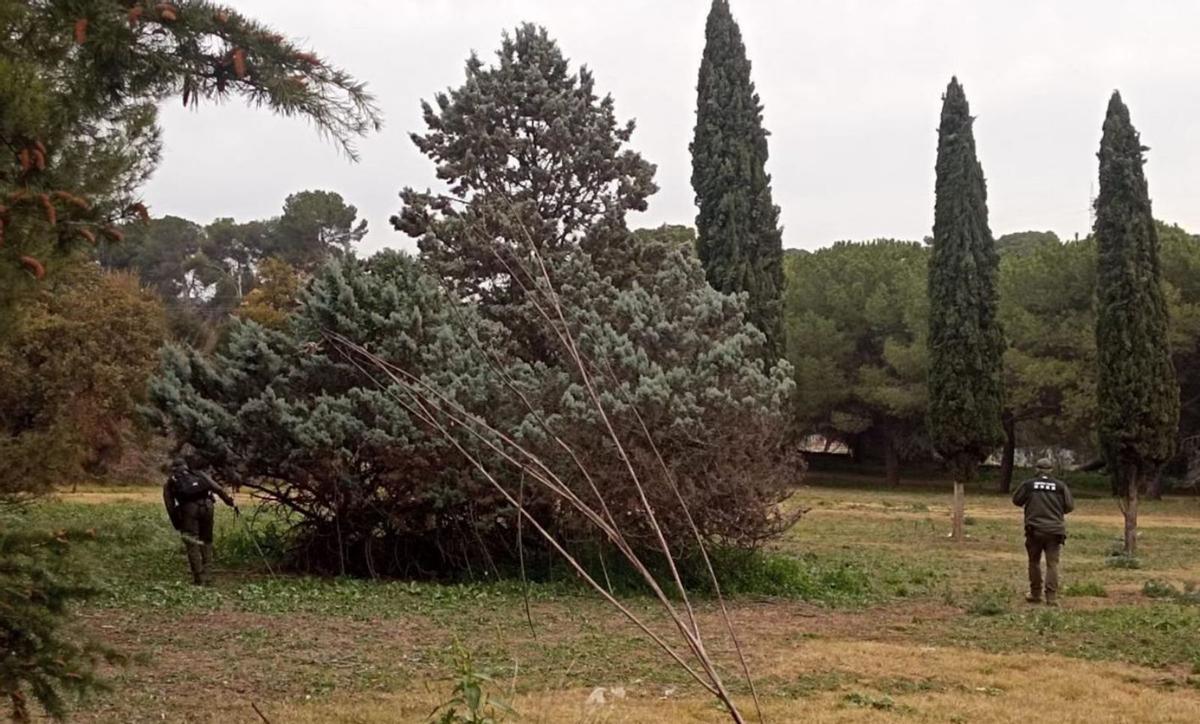 Els agents rurals usen drons i gossos per localitzar senglars infectats