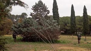 Els agents rurals usen drons i gossos per localitzar senglars infectats