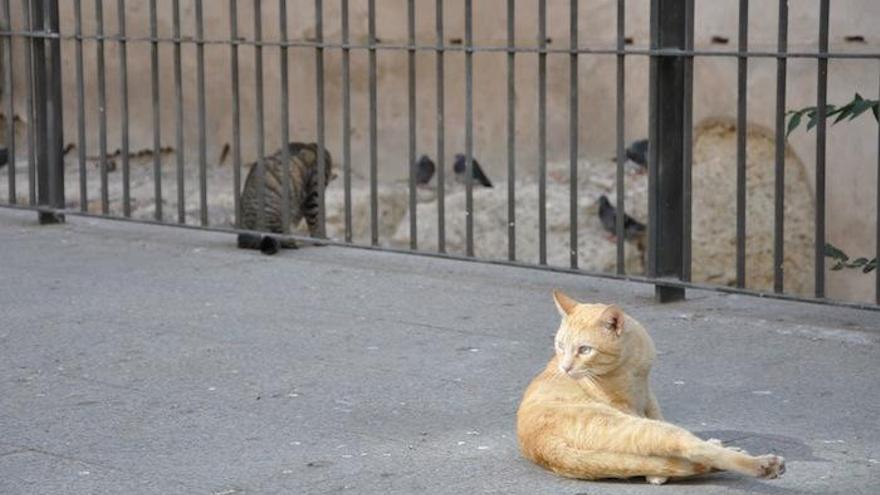 Gatos ferales o callejeros deambulando por la ciudad.