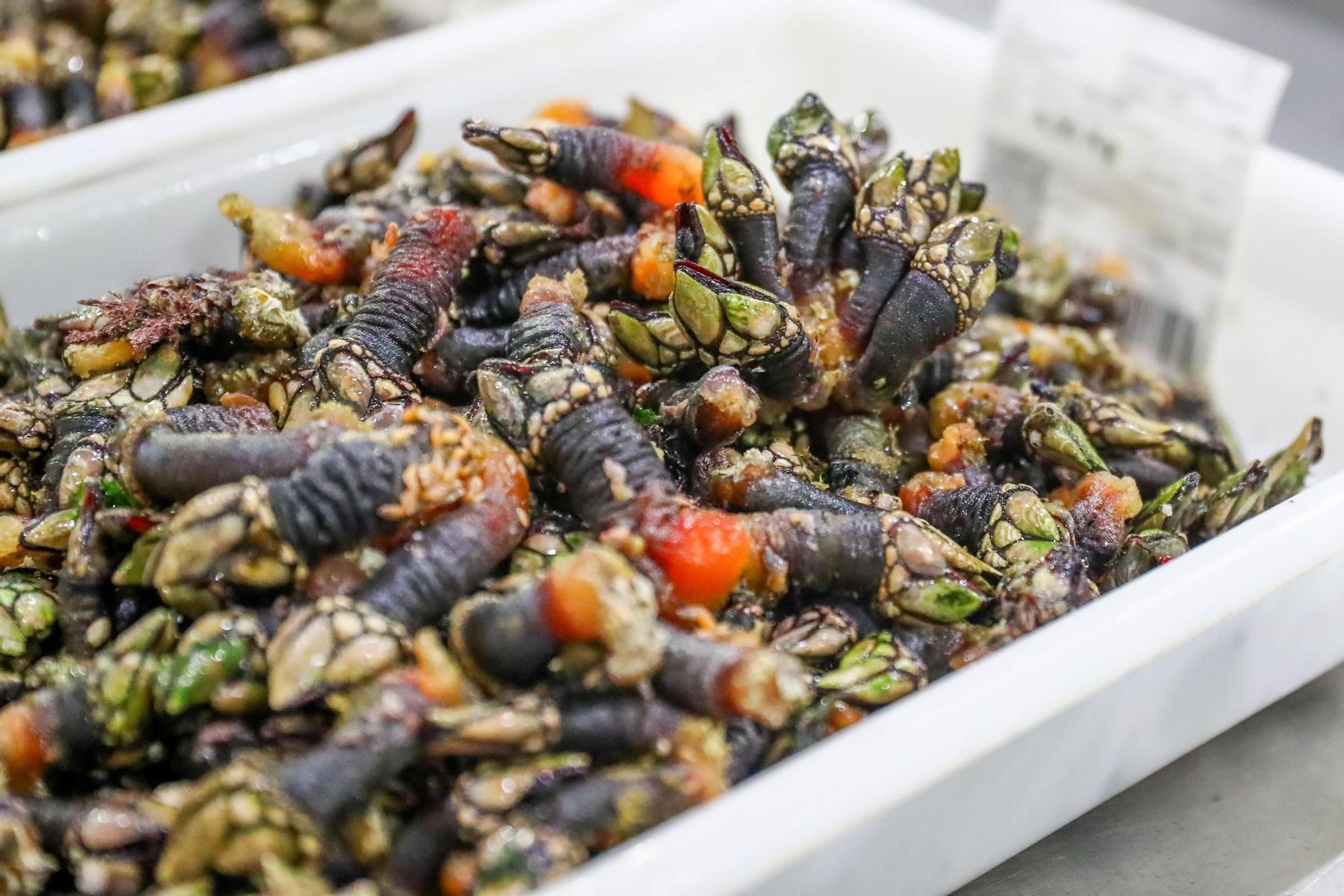 Los últimos retoques de la Festa do Marisco de O Grove.