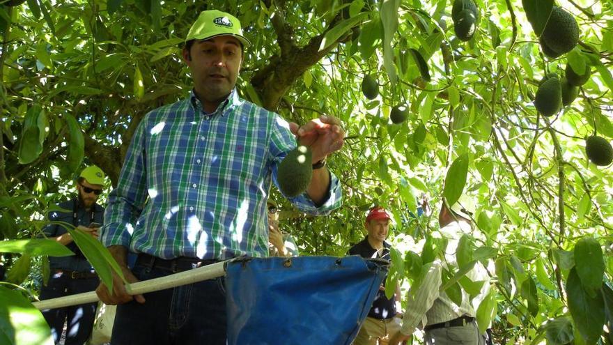 Un agricultor en una finca del término de Benamocarra dedicada al cultivo de aguacates y mangos.