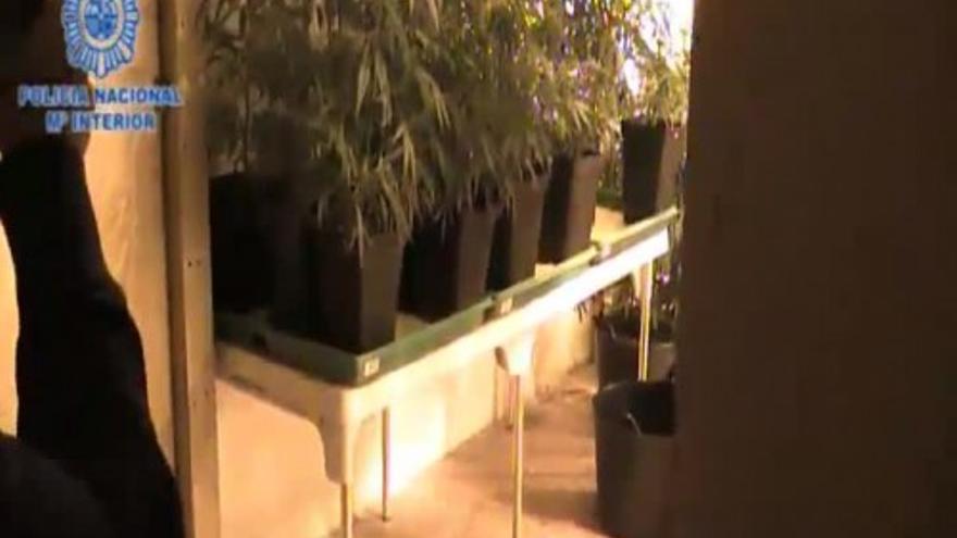 La Policía desmantela un laboratorio de marihuana en Valencia
