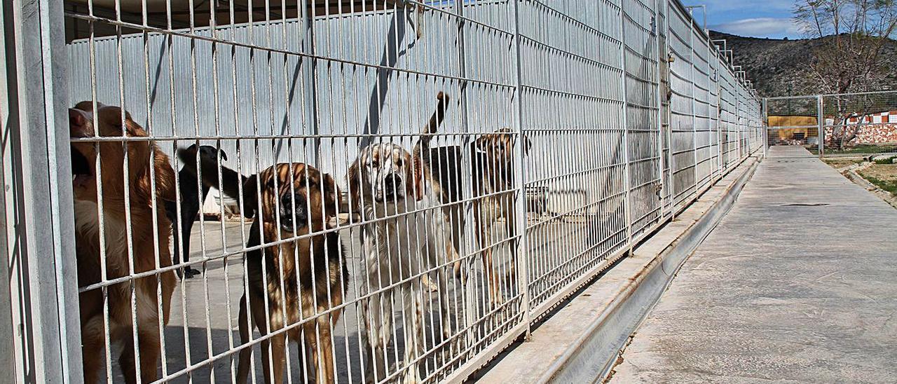 Refugio de animales gestionado por una protectora en una imagen de archivo.