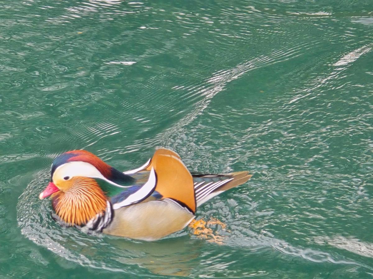 El colorido pato mandarín.