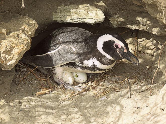 Pingüinera incubando huevos en El Pedral