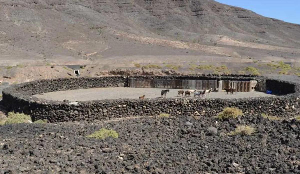 Gambuesa de Pozo Negro, en Fuerteventura.