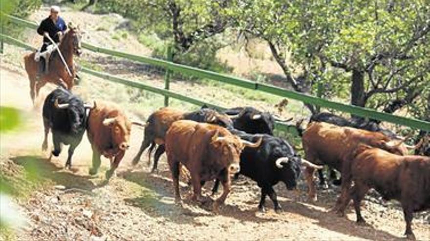 Daniel Ramos, primer ganadero  valenciano que lidia en Las Ventas