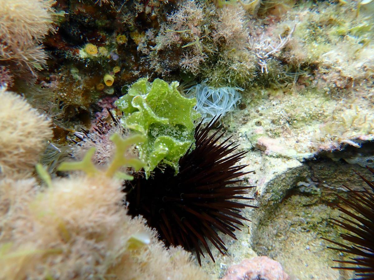 Imagen de una lechuga de mar y un erizo común.