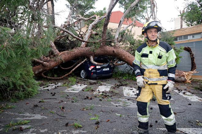 Las rachas de viento arrancan árboles de grandes dimensiones en el parking del Hospital Virgen de los Lirios de Alcoy
