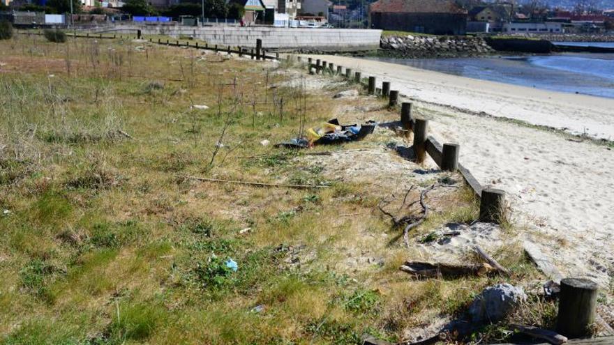 Moaña acabará con la flora invasora en las dunas de A Xunqueira tras lograr el permiso de Costas