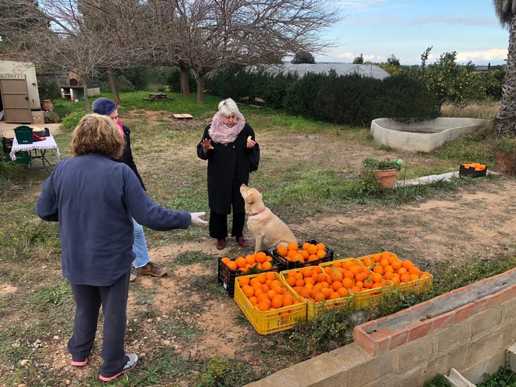 Recogida de naranjas en Econavelina, en Benifaió