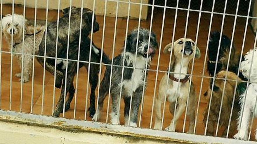 Imagen de archivo de perros que llegaron endebles al albergue de animales de Alicante.