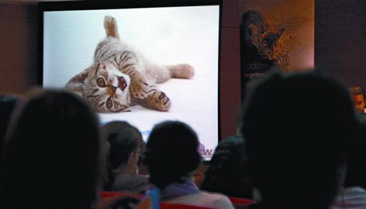 Assistents al seminari sobre la salut dels gats, ahir al Col·legi de Veterinaris de Barcelona.