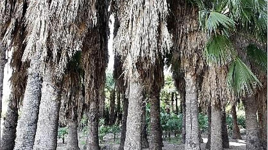 Jardines impone la primera multa por descuidar un palmeral privado